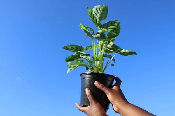 Black woman holding a Calatheas plant towards the sky