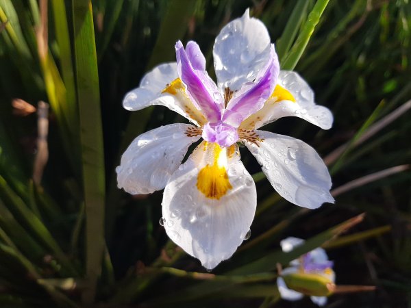 African Iris