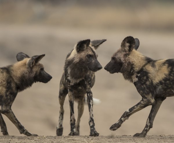 African Wild Dogs