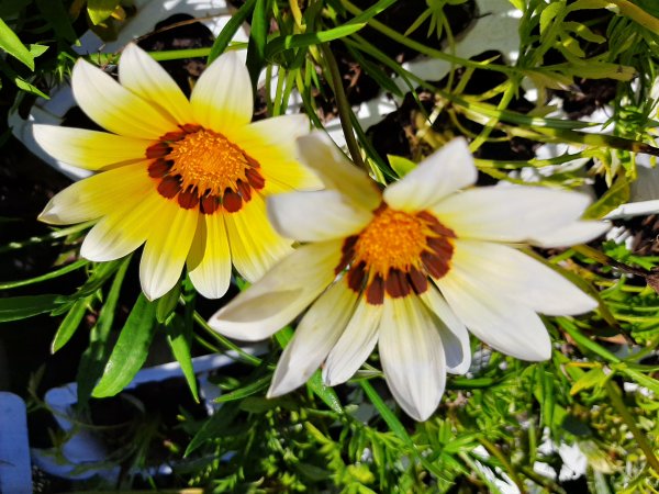 An African Daisy: Bright yellow and cream white.