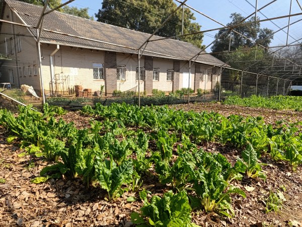 Community Vegetable Garden