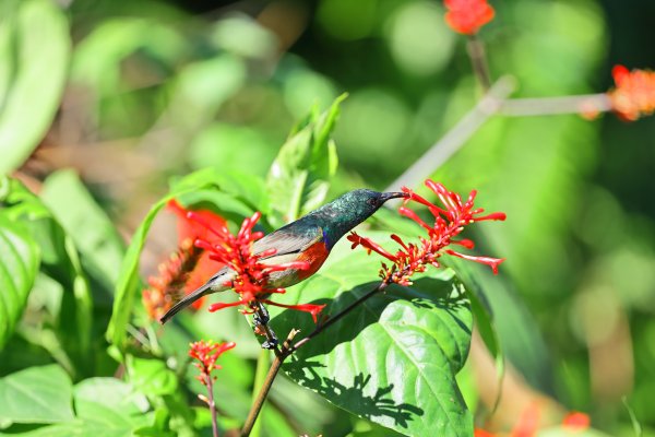 Double Collared Sunbird