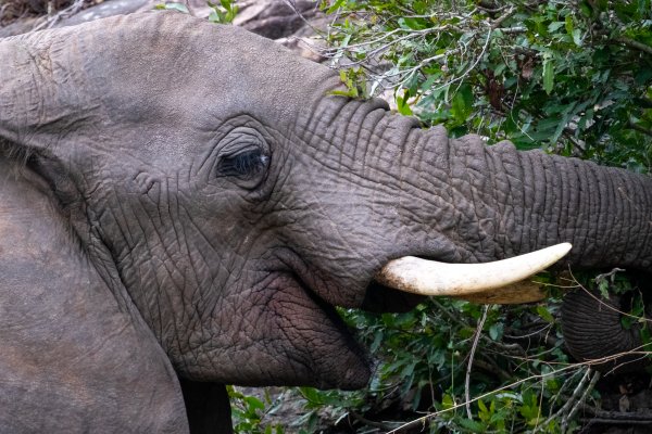 Elephant eating from a tree