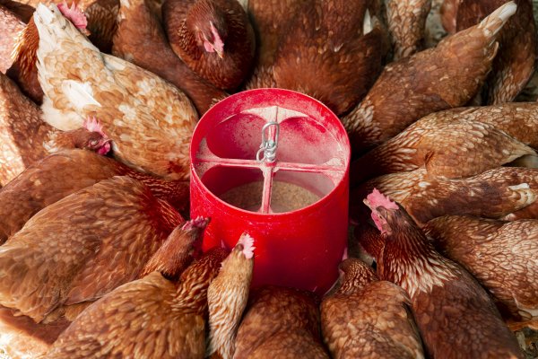 Group of chickens having food