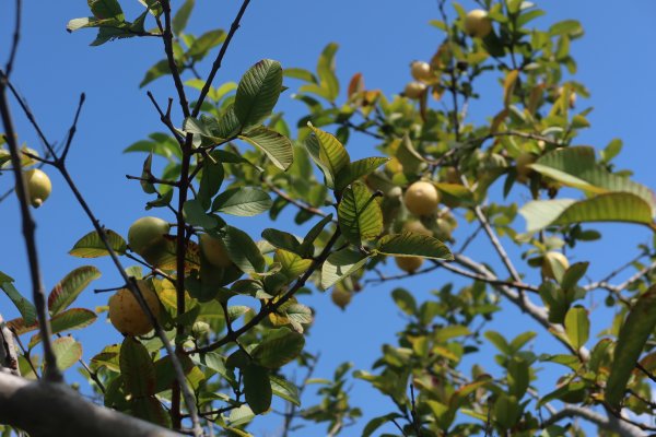 Guava Tree
