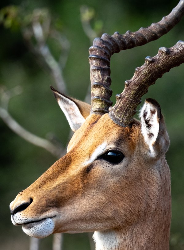 Horny Stare from an impala
