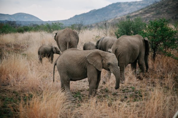 Elephants in the wild
