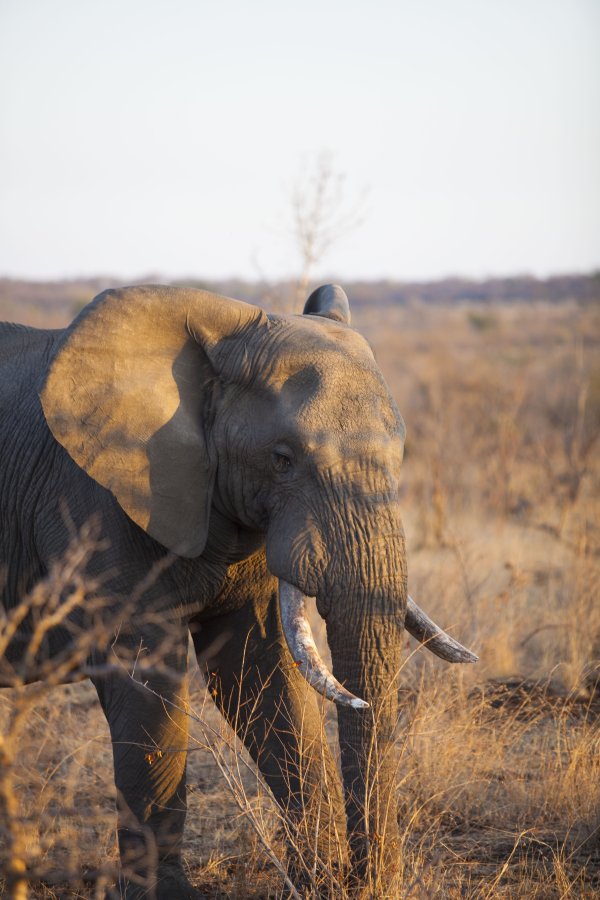 Elephant in the Kruger national park