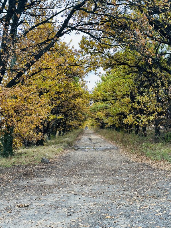 Colourful trees on a dirt road