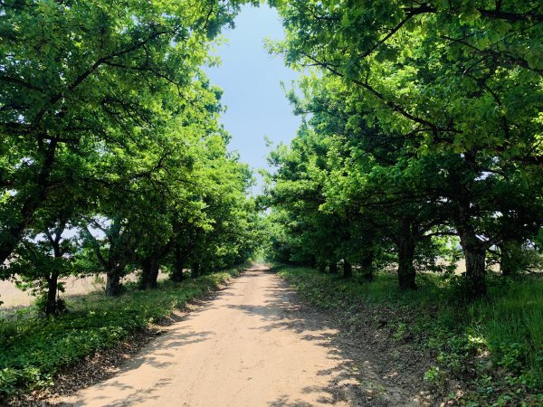 Spring trees in the farm in South Africa