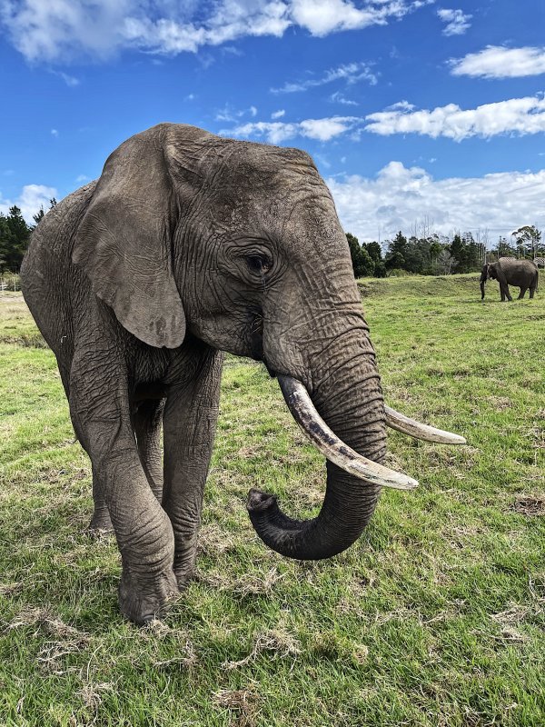 Knysna Elephant Park