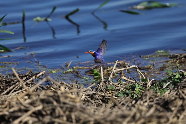 Malachite Kingfisher