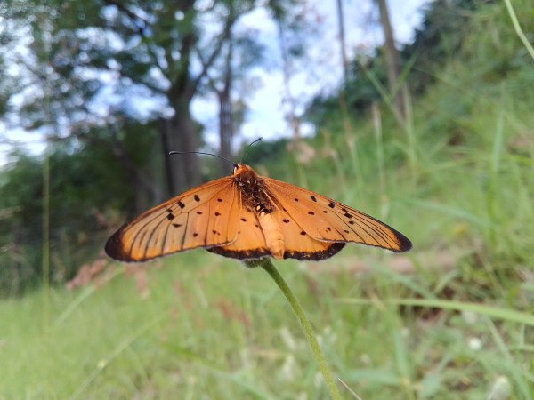 Orange butterfly