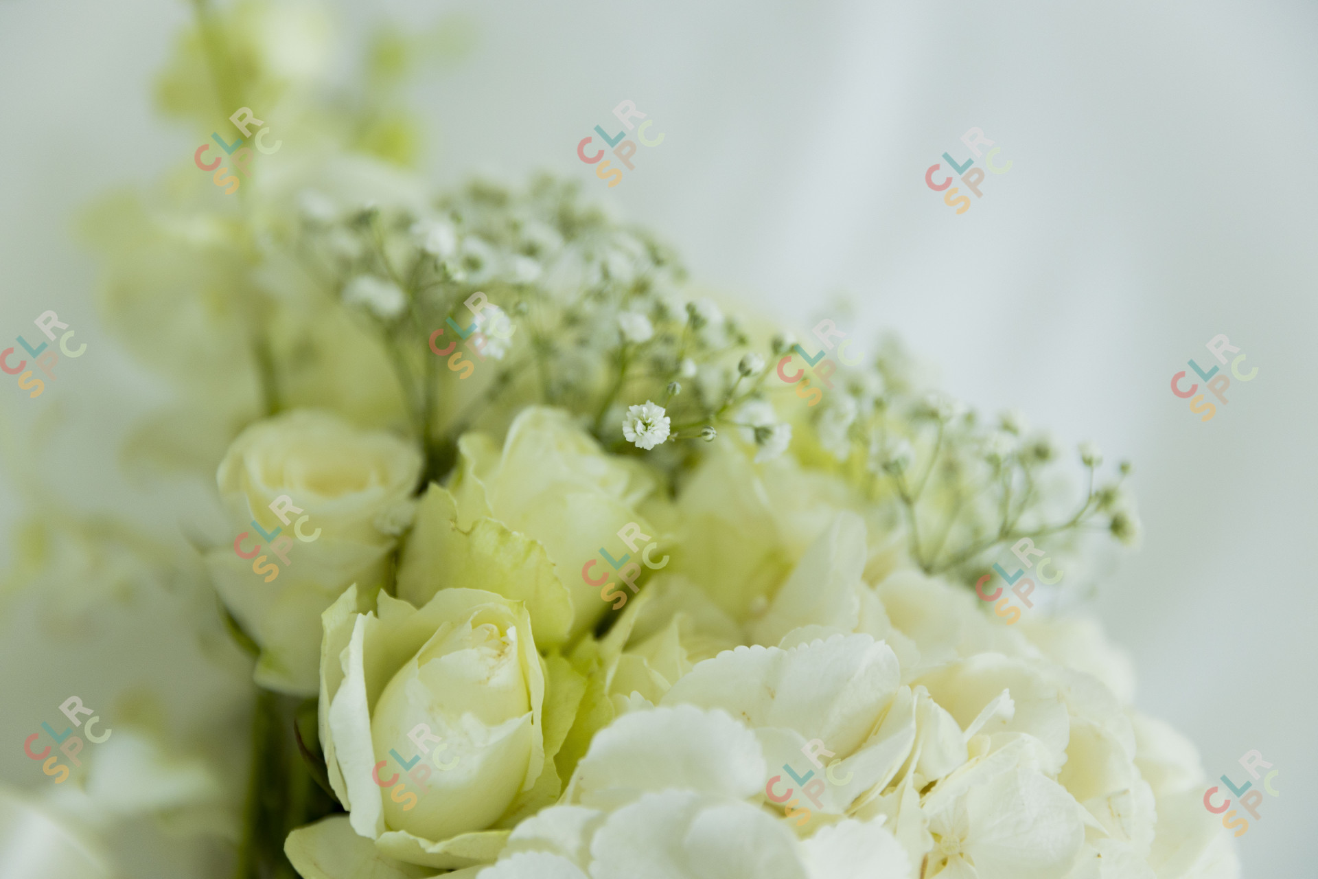 White roses with a warm feel