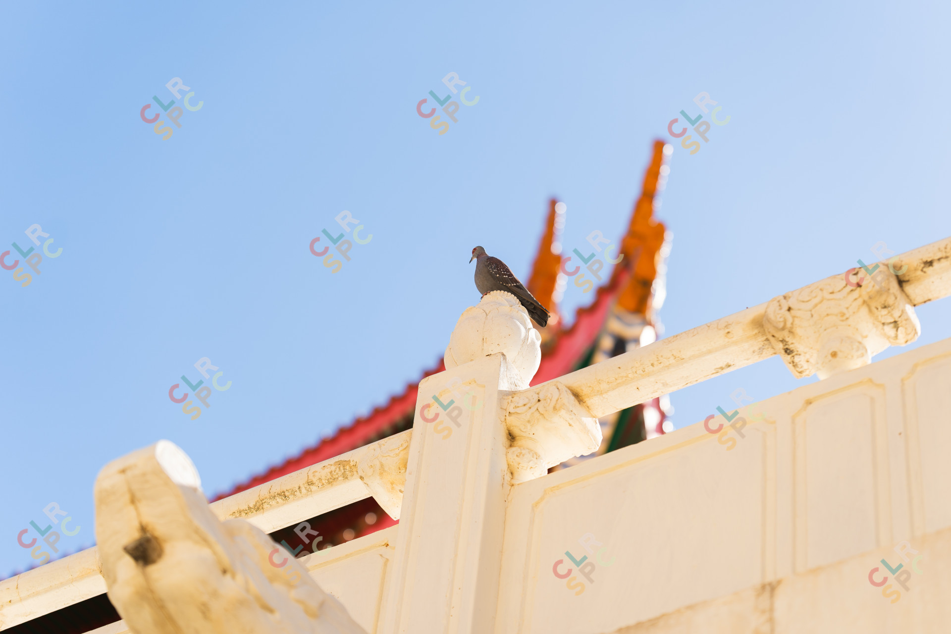 Pigeon standing on top of a pillar