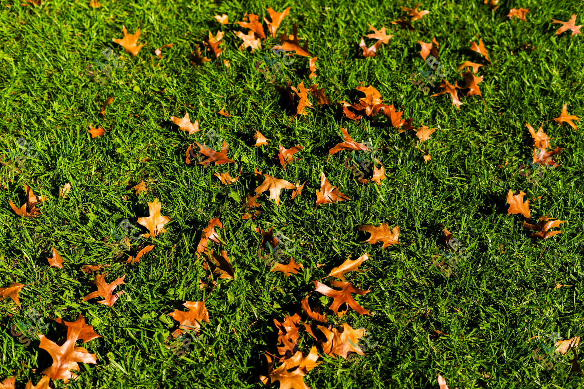 Autumn leaves on a sunny day