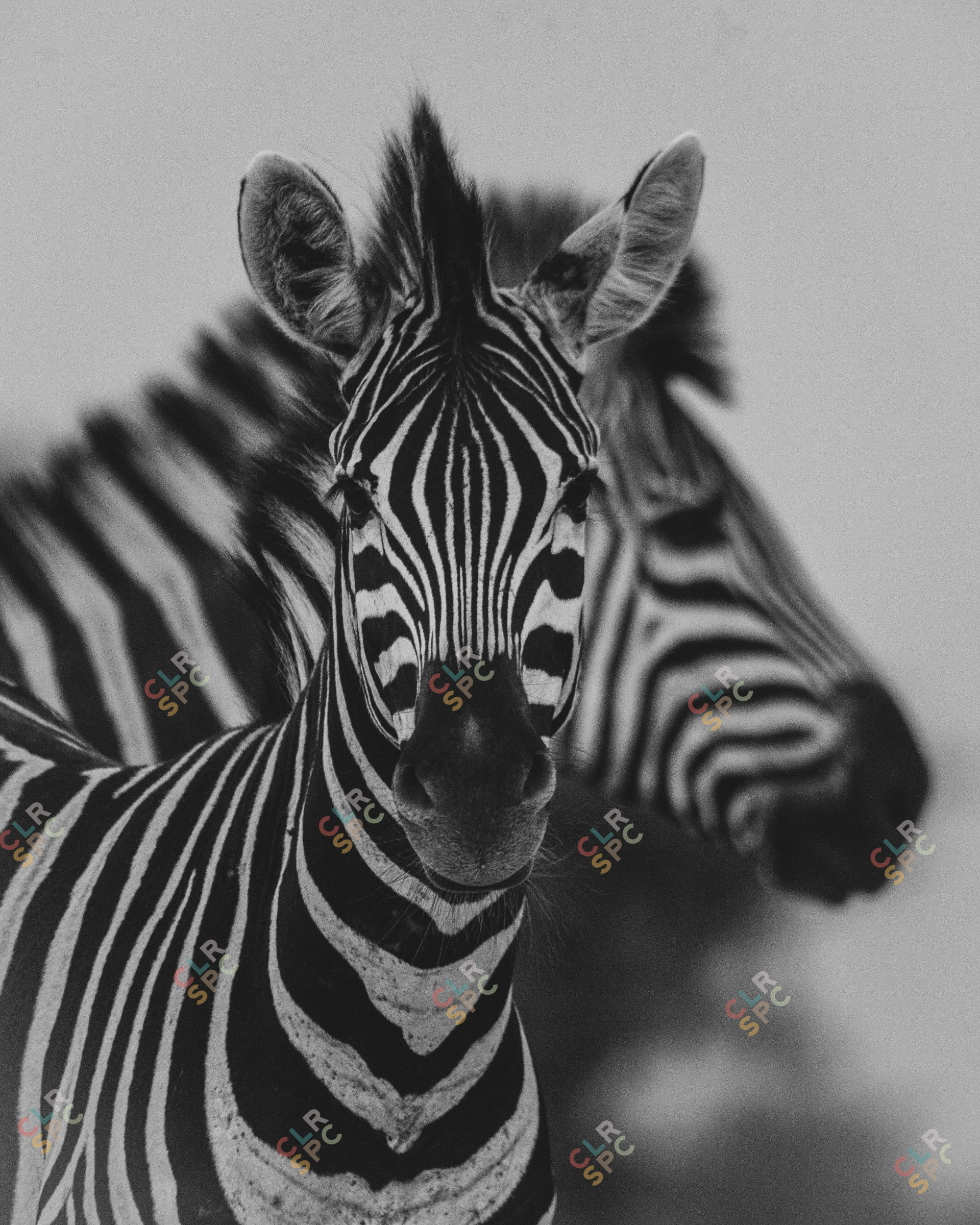 Zebra Portrait