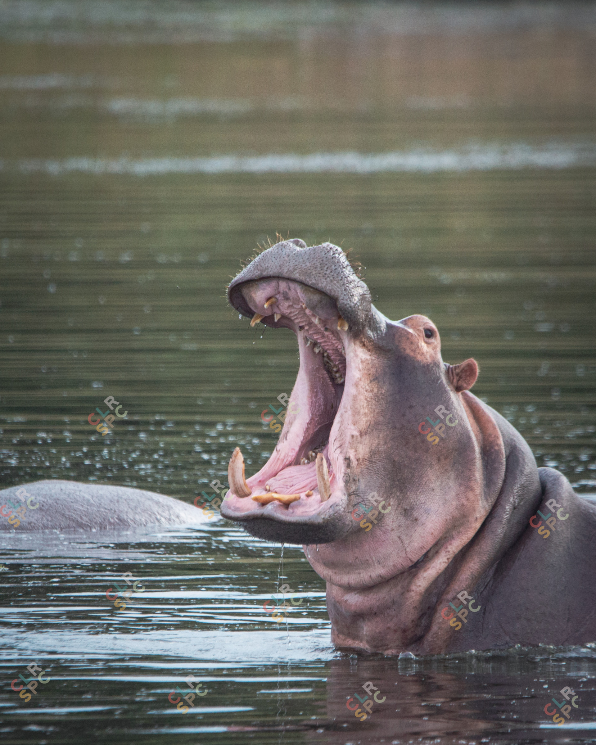 Hippo
