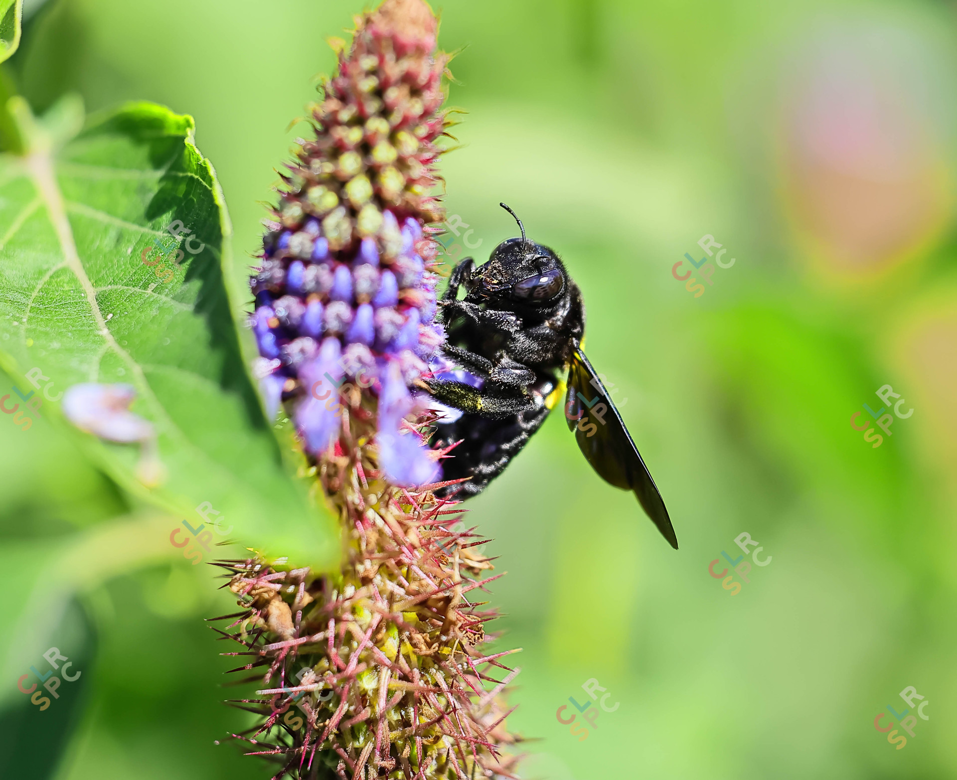Carpenter bee
