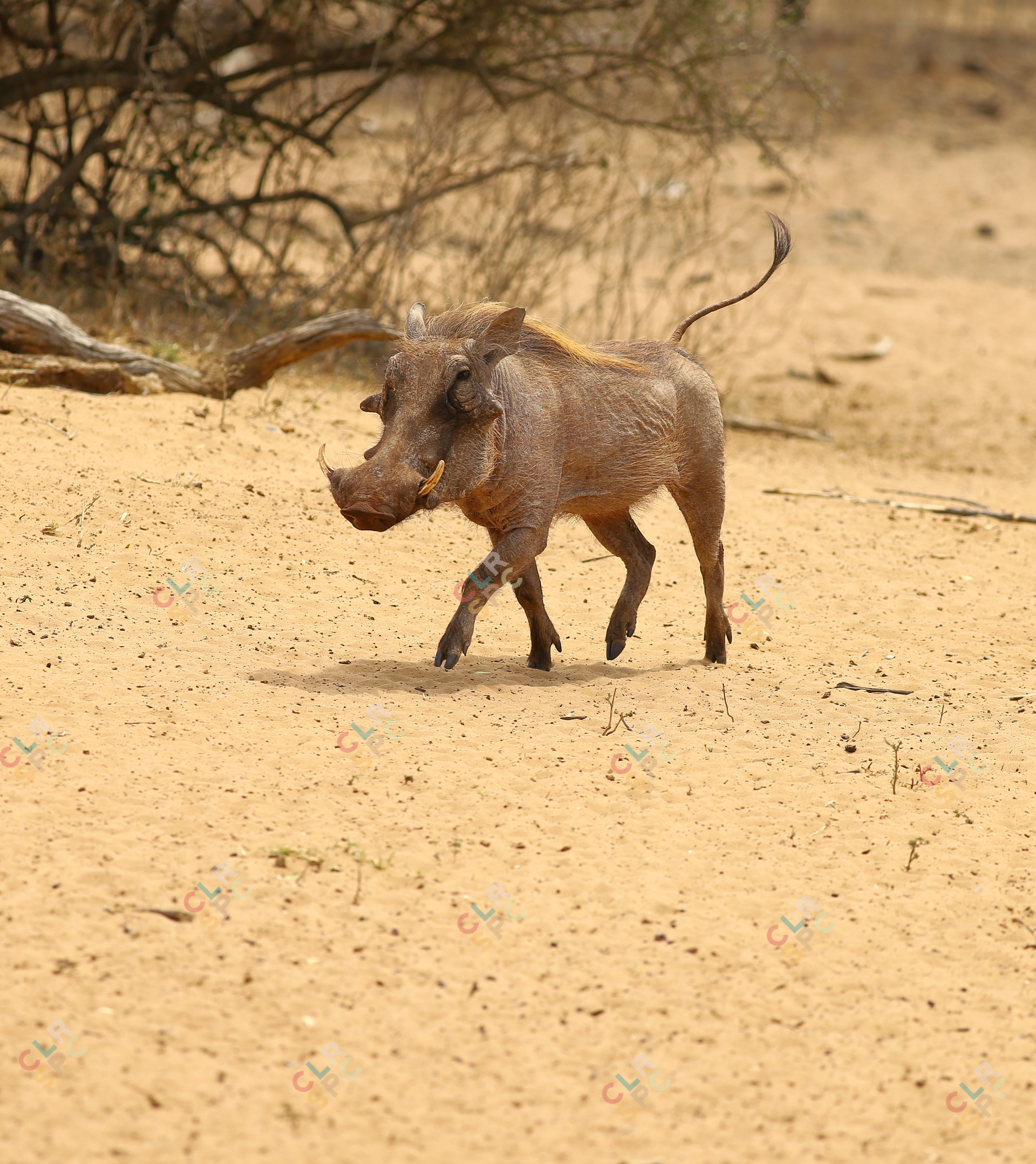 warthog