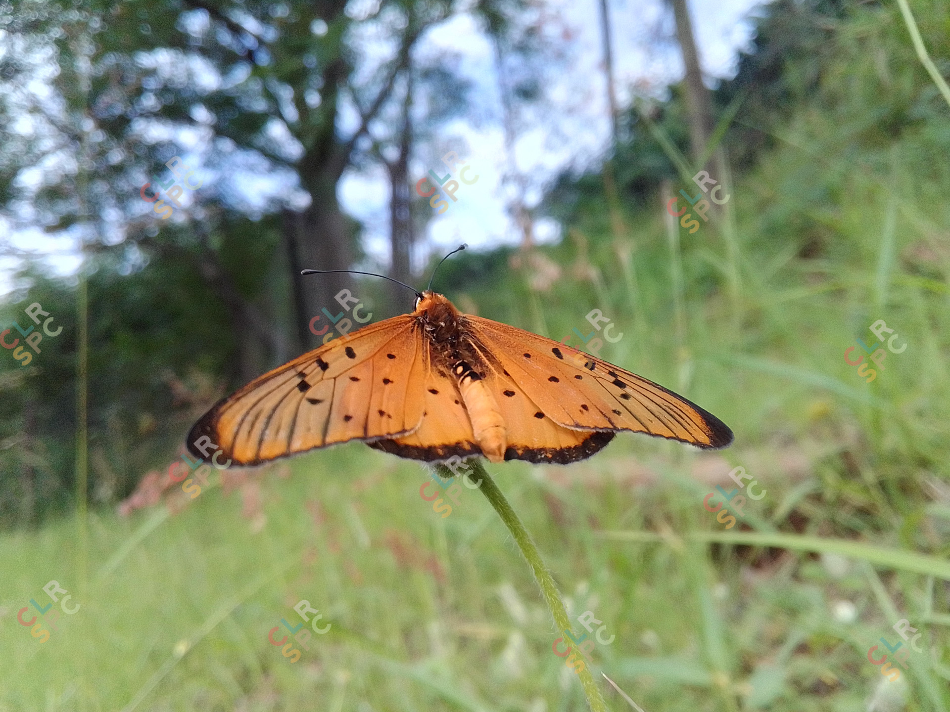 Orange butterfly