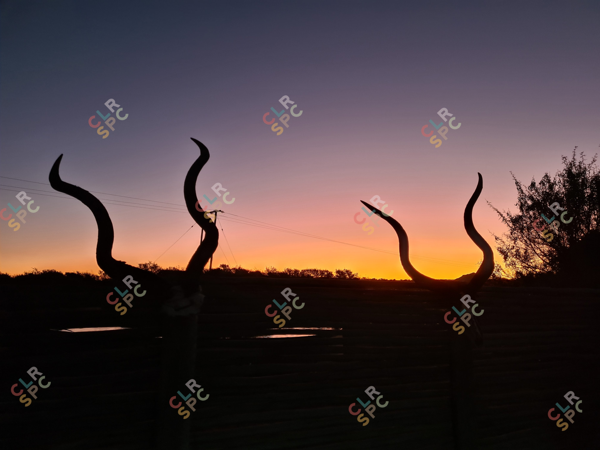 Kudu horns in a shadow