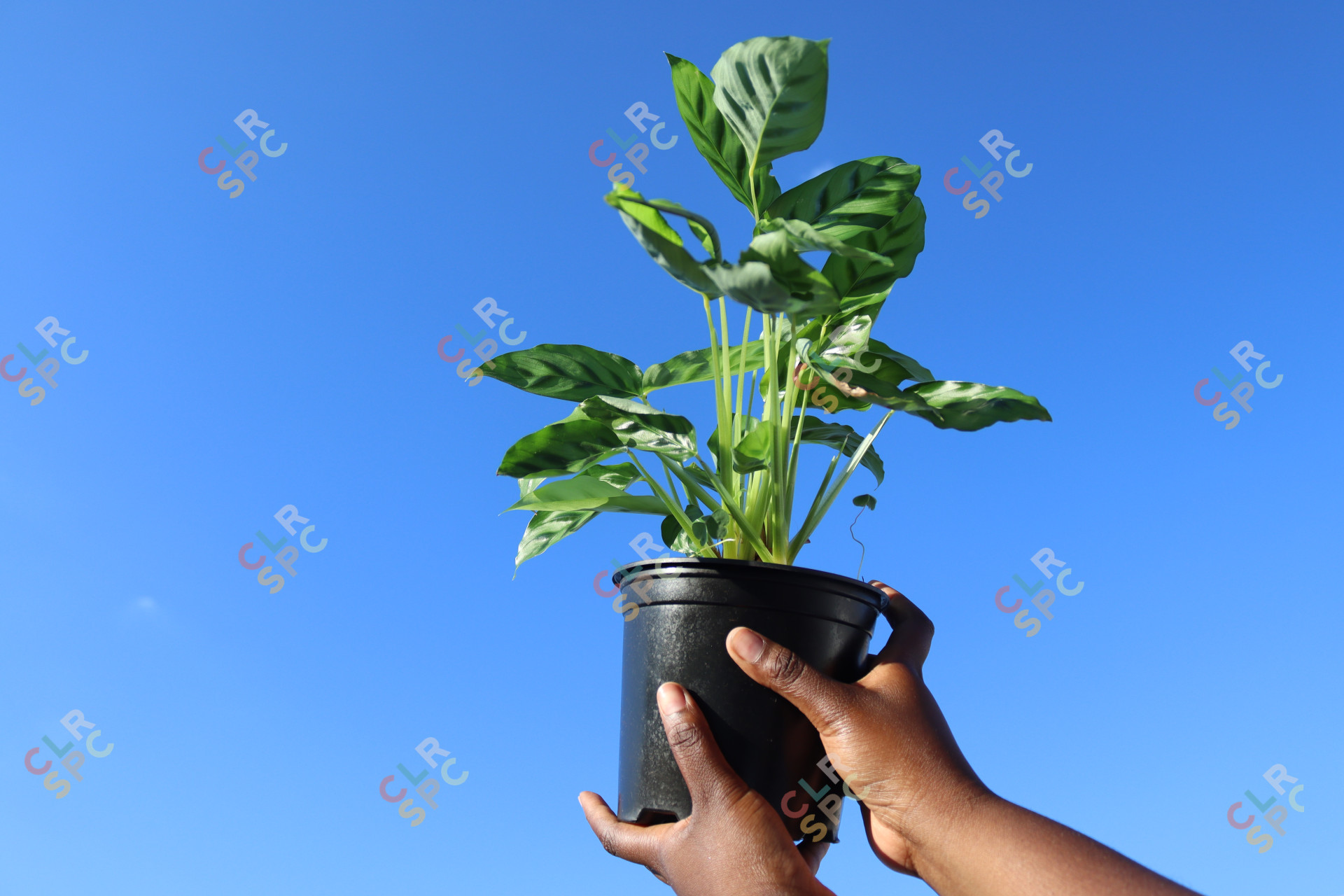 Black woman holding a Calatheas plant towards the sky