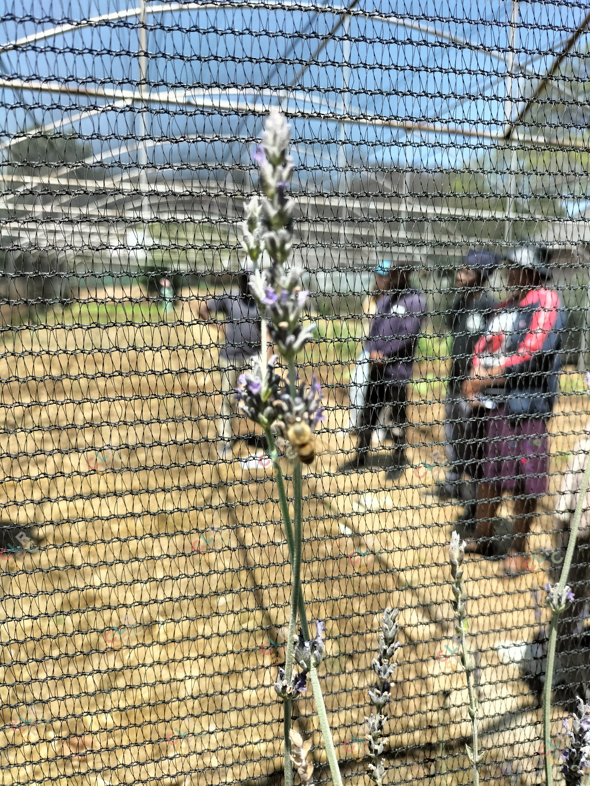 Sizanani garden tunnel