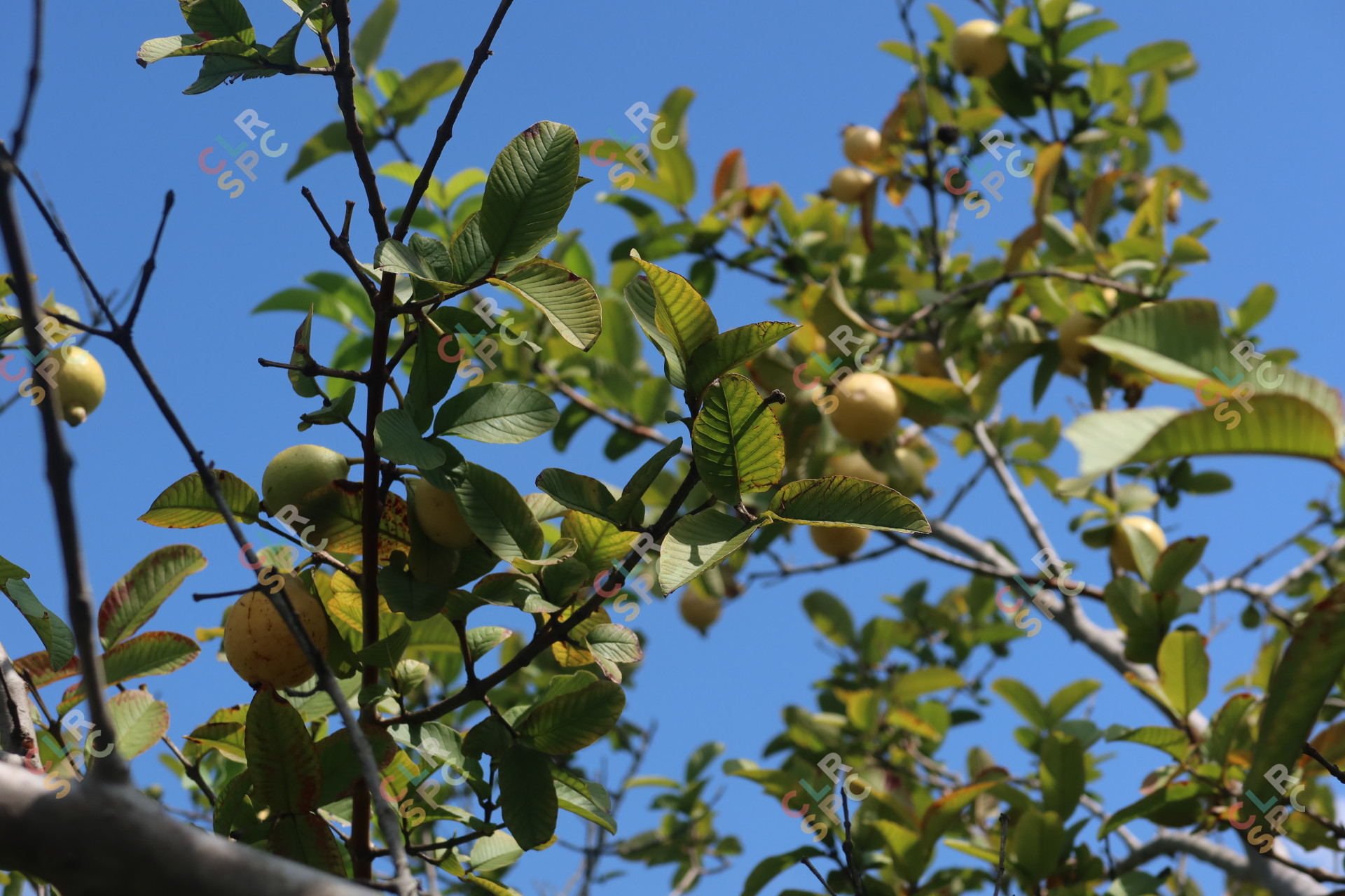Guava Tree