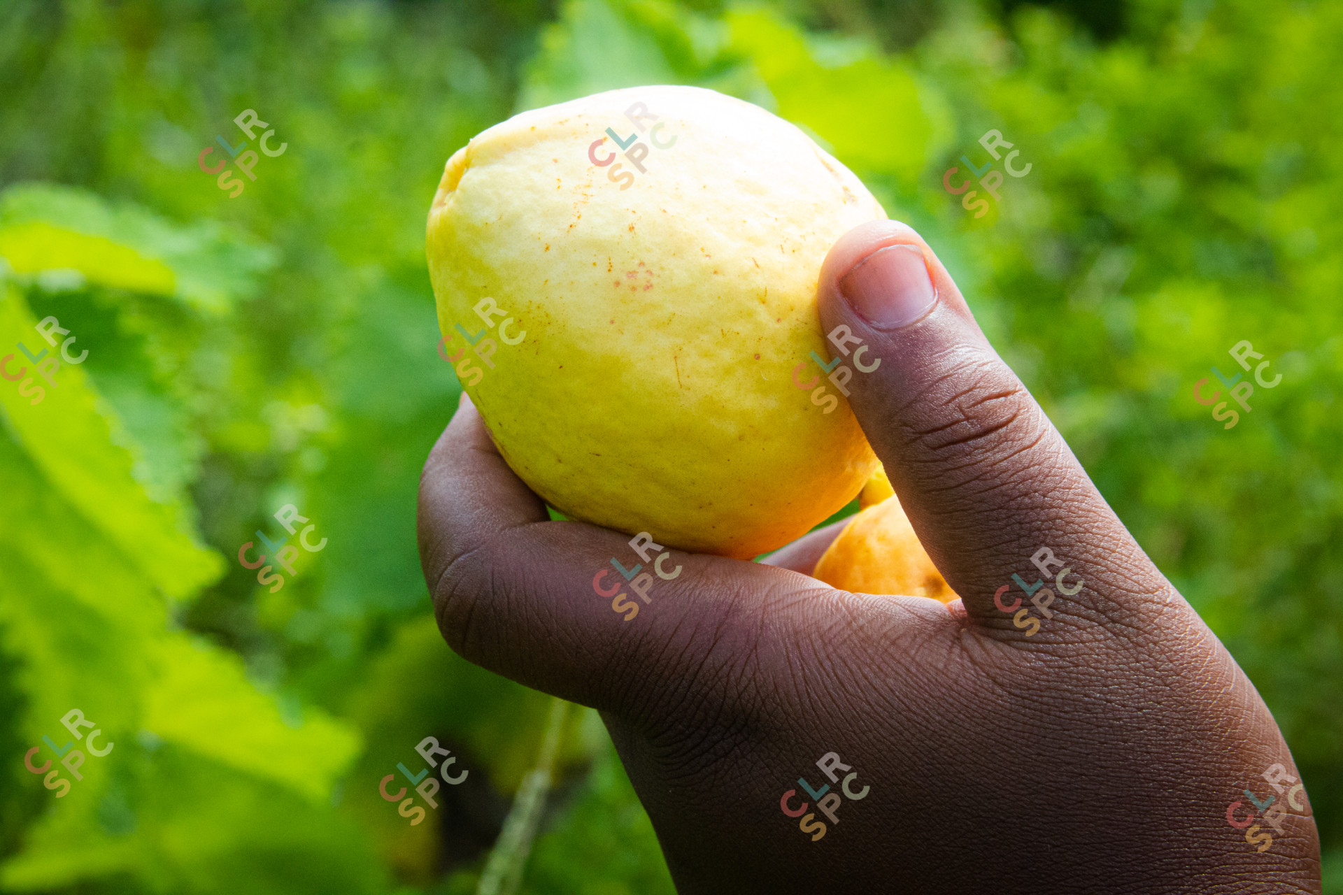 Guava Fruit