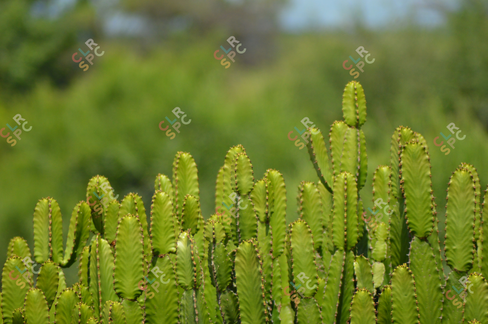 Succulents in Kruger