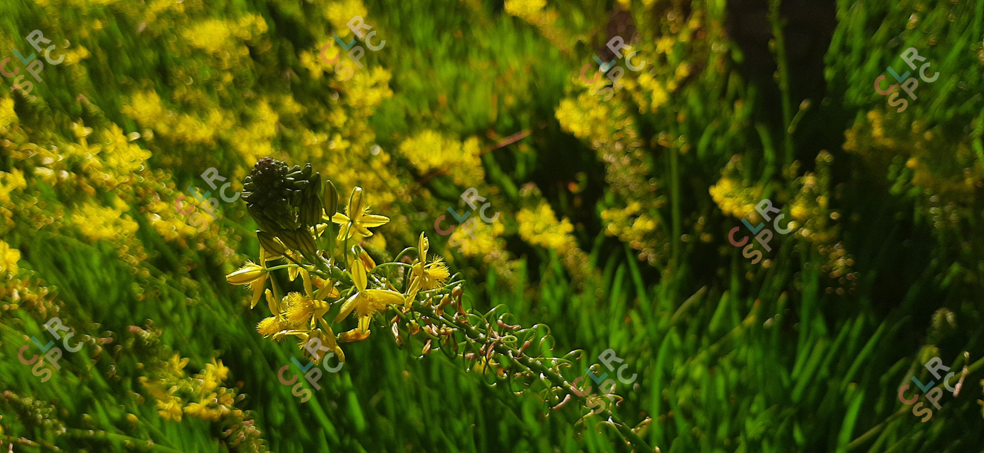 Bulbine frutescens