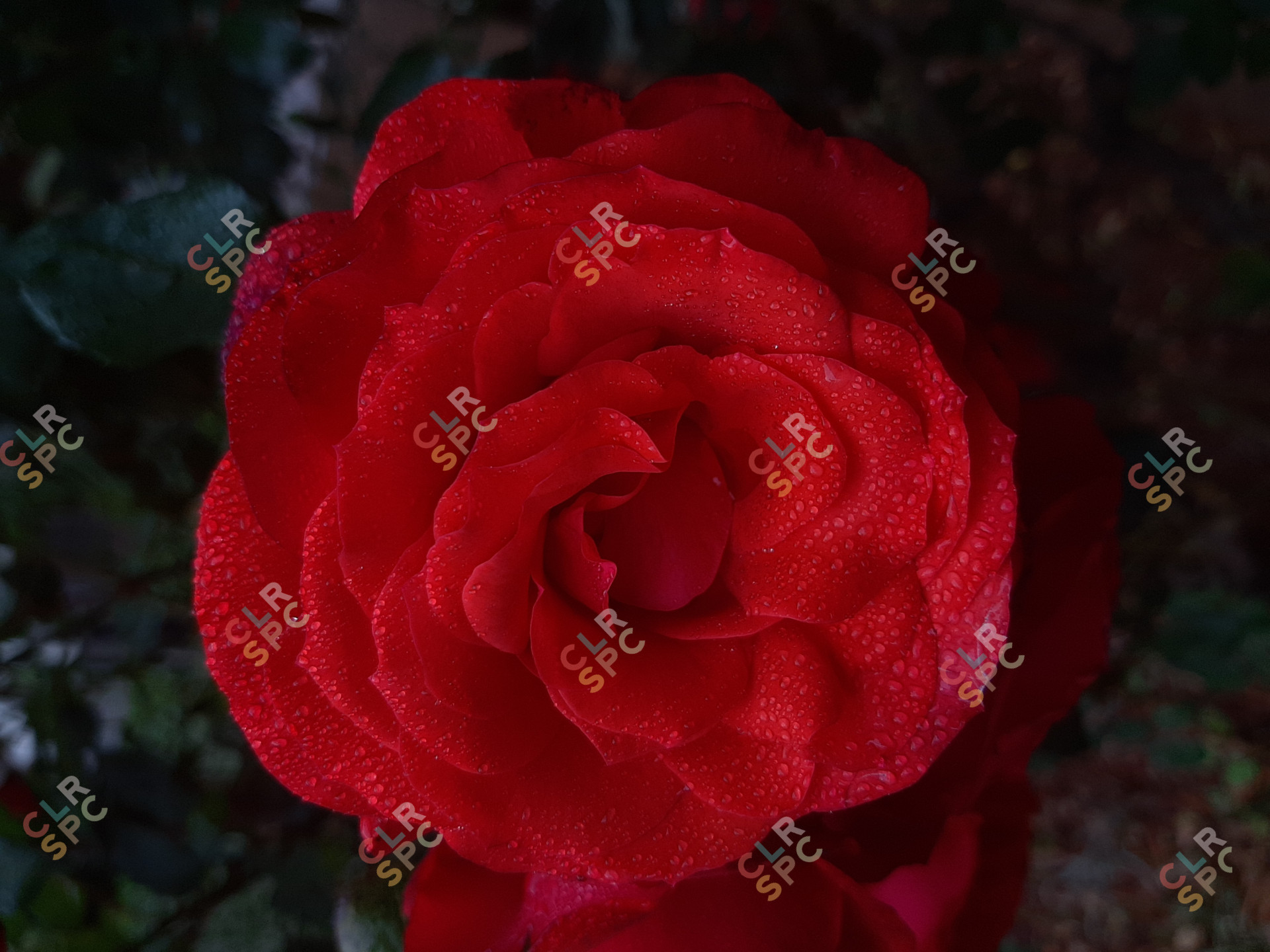 Red Garden Rose