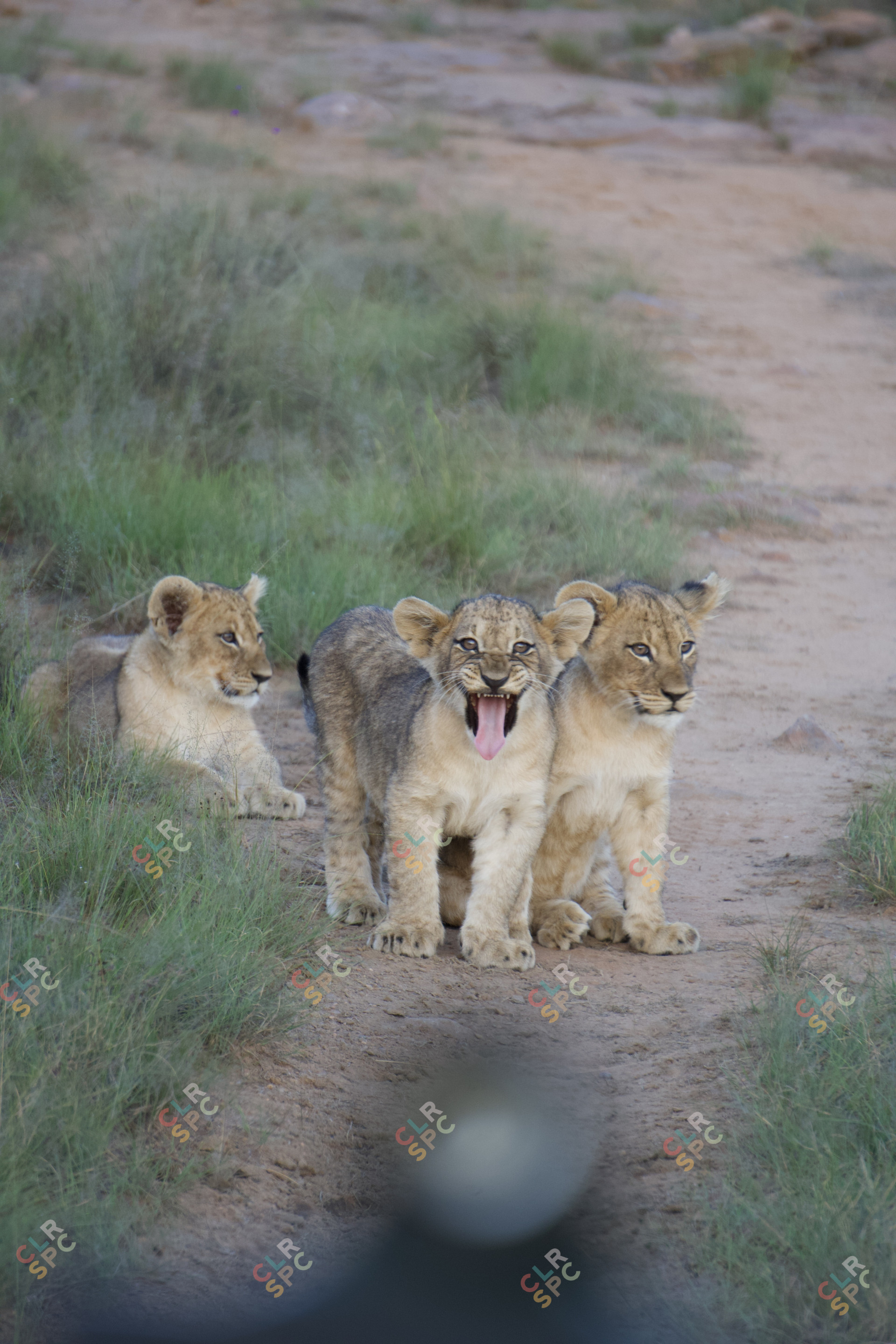 Lion Cubs
