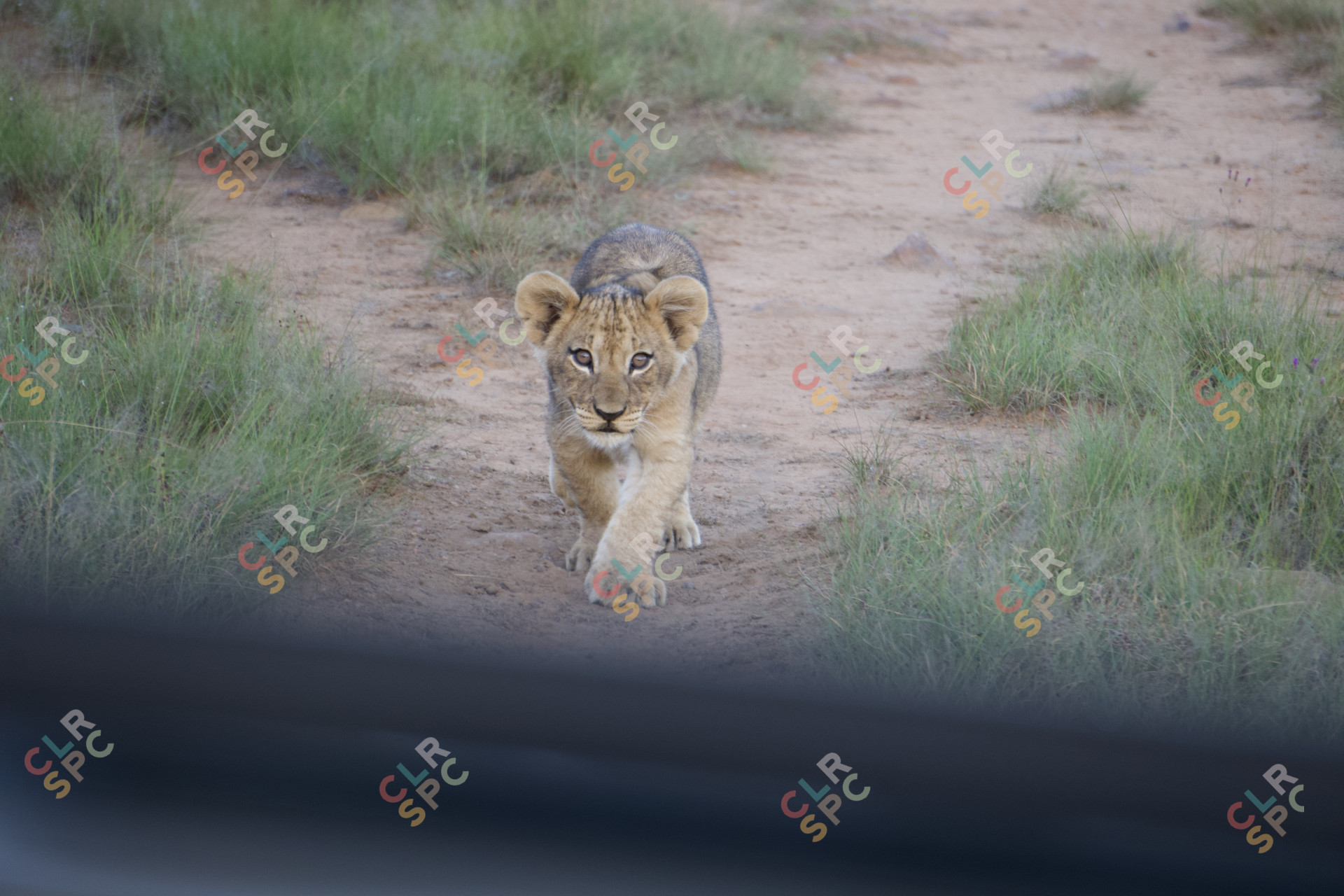 Lion Cub stalking
