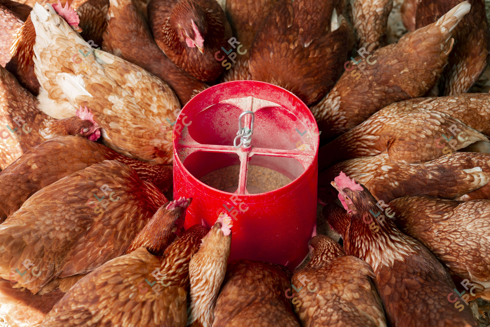 Group of chickens having food