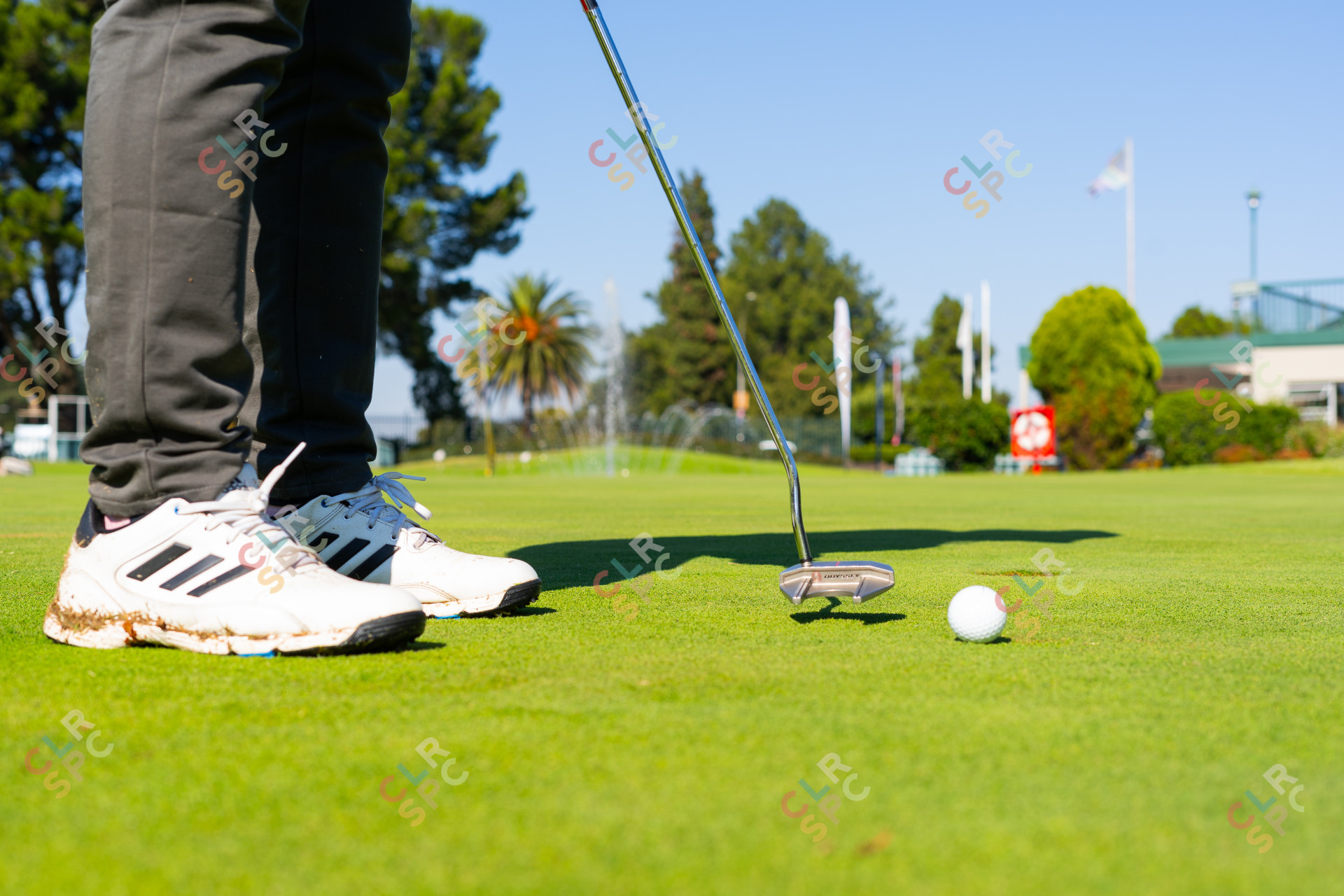 Black golfer wearing Adidas golf shoes putting on the green