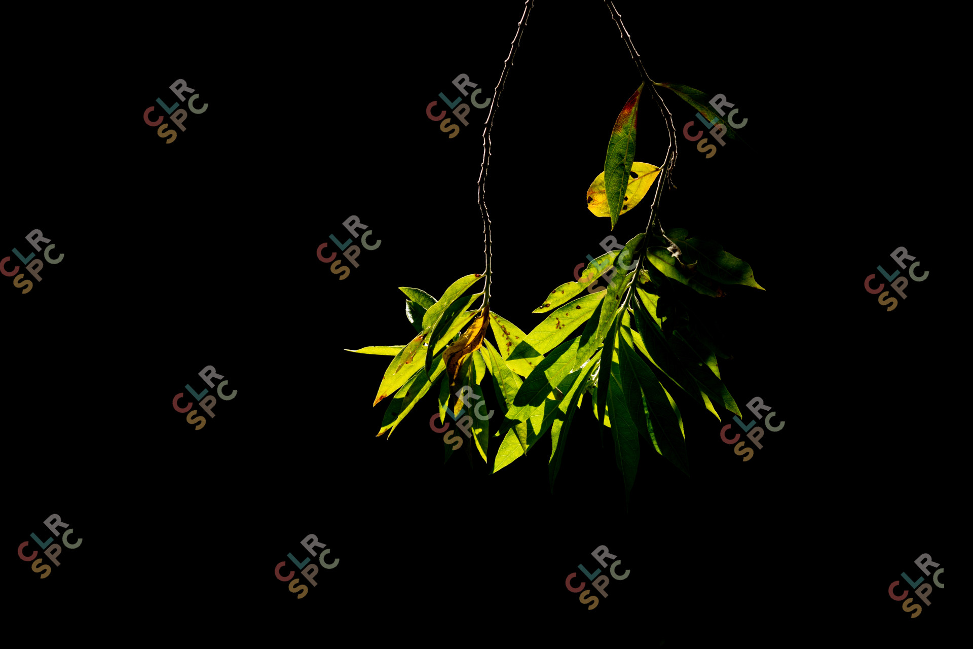 Green tree leaves in sunlight with a black background