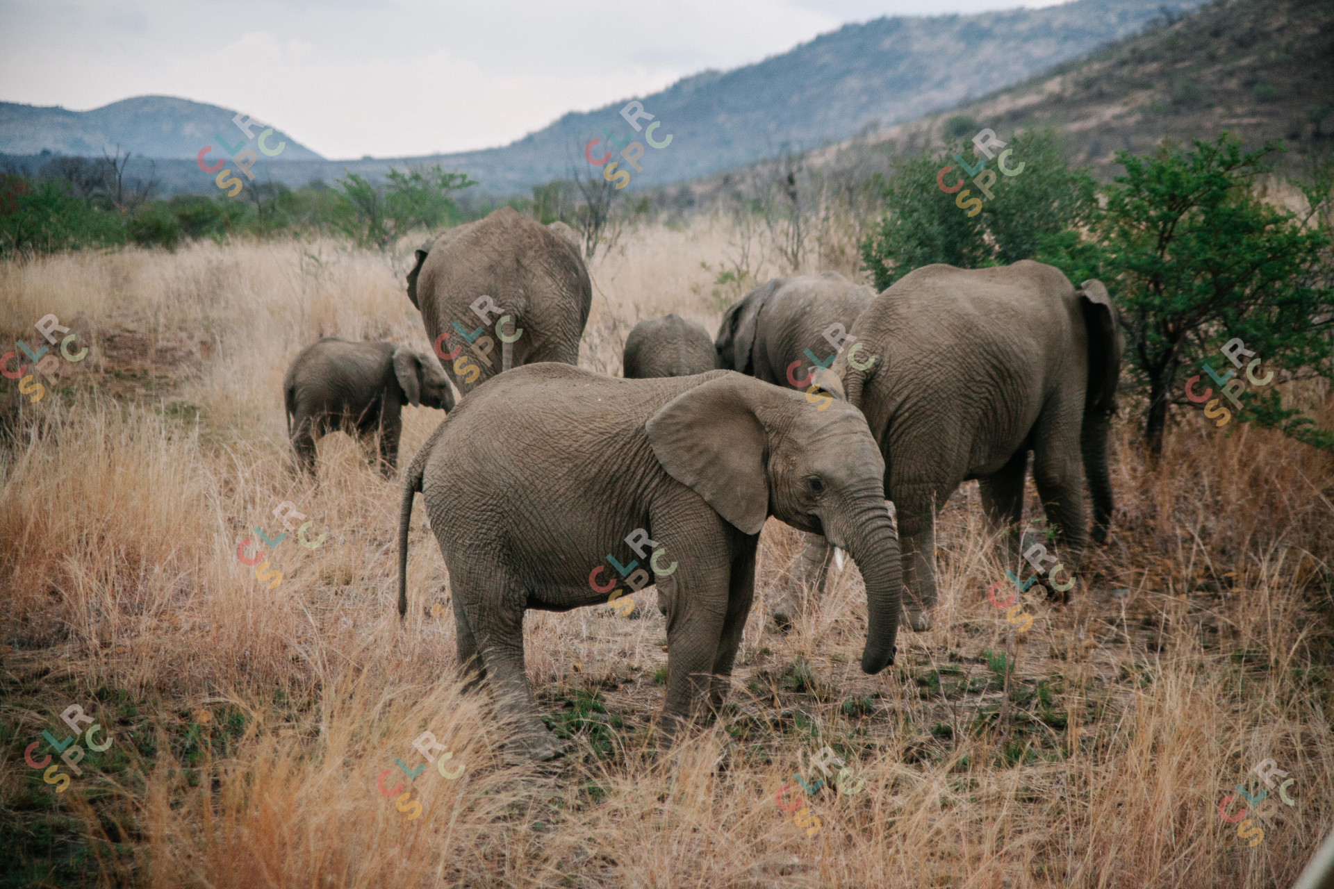 Elephants in the wild