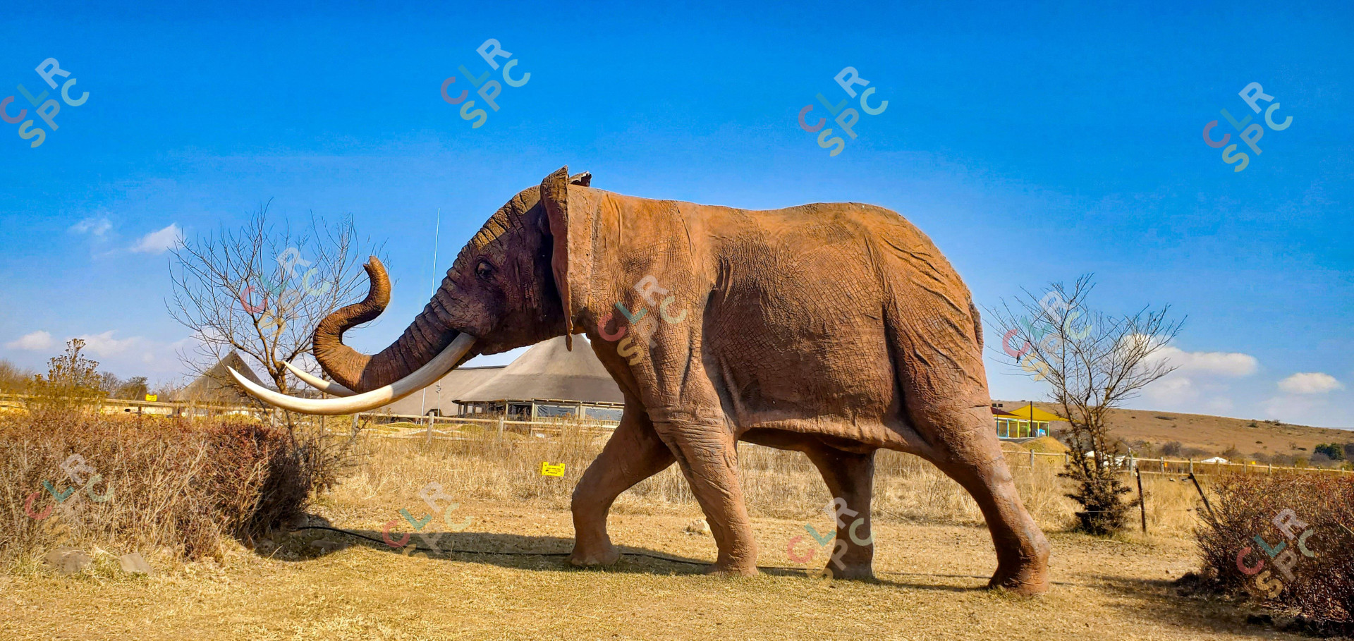 Elephant walking pass