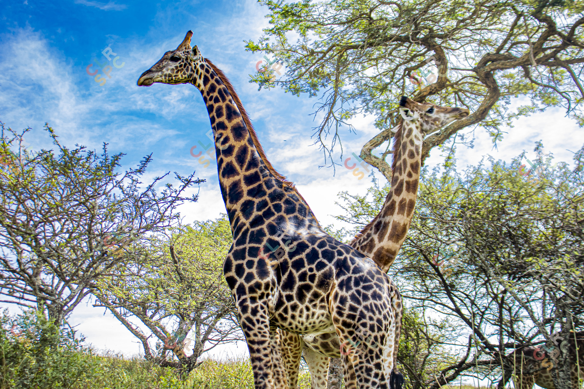 Giraffes basking in their glory