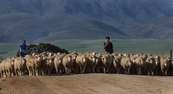 Sheep Parade in Greyton