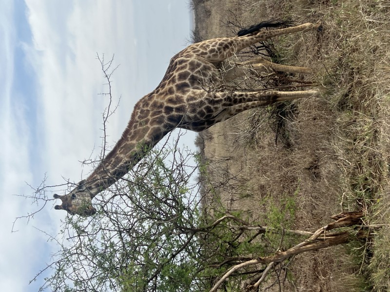 Giraffe - Kruger National Park