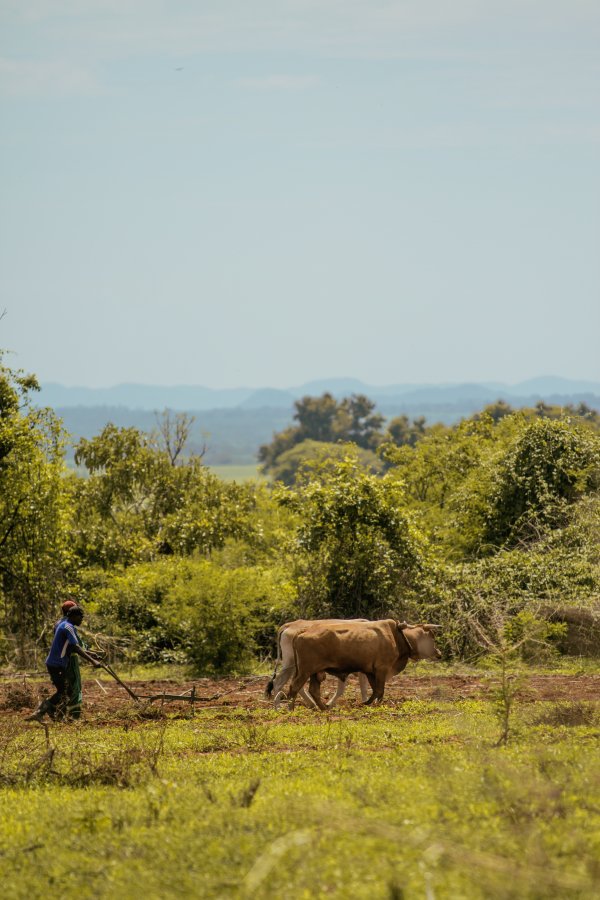 Tiling the Land