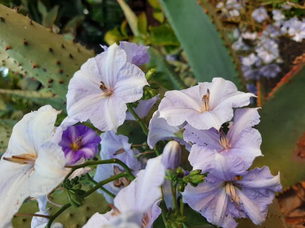Vibrant in Nature: Pale violet Flowers