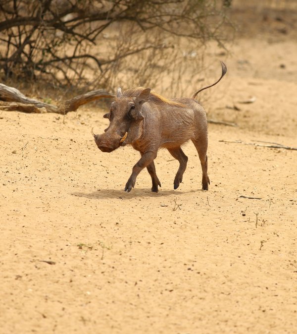 warthog