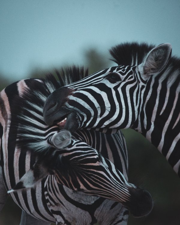 Zebra Fun